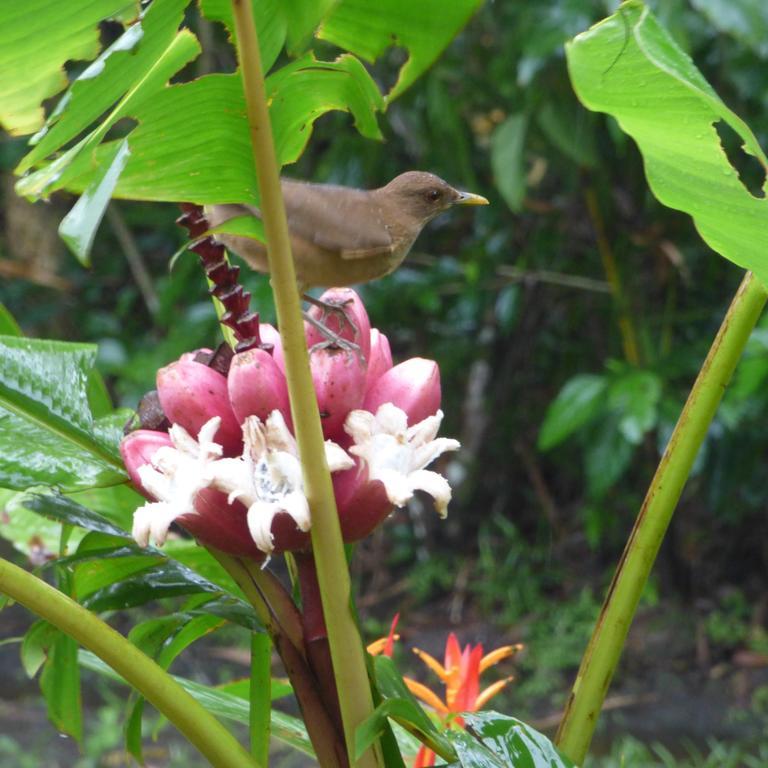 Sand Dollar Beach Bed & Breakfast Bocas del Toro Extérieur photo